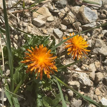 Haus Nelsen Апартаменты